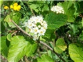 physocarpus opulifolius 